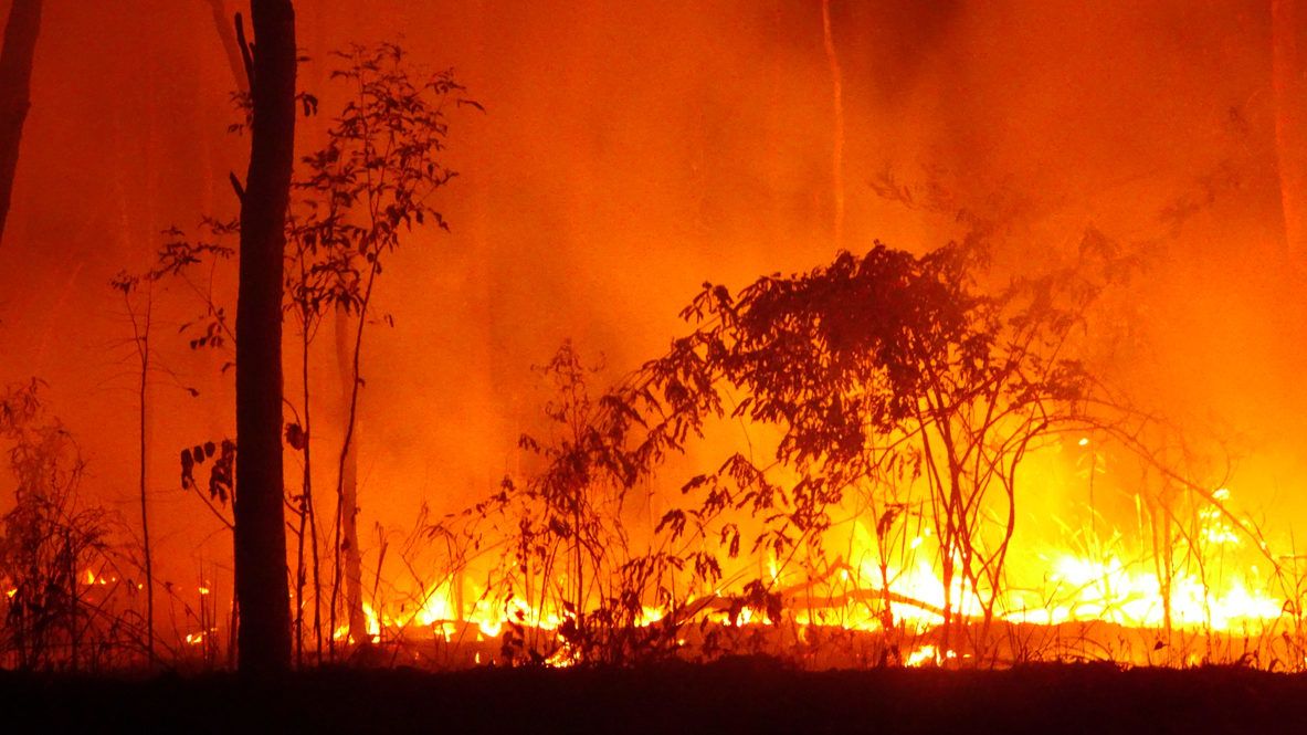 Egy kerítésen találták meg az ausztráliai tűzvészben szénné égett kengurut