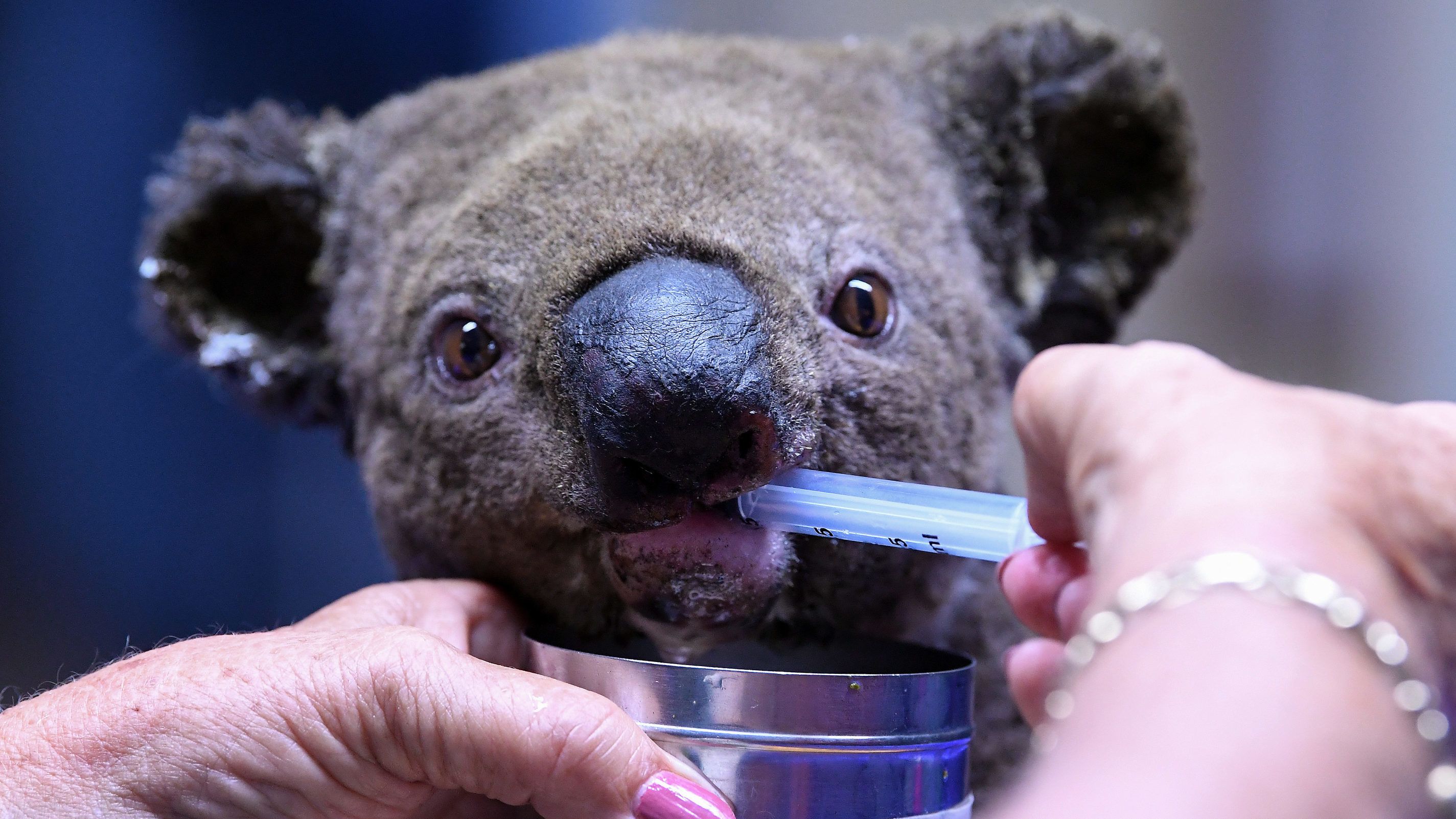 Több ezer koala pusztult el, fajok sorsa bizonytalan a Kenguru-szigeten