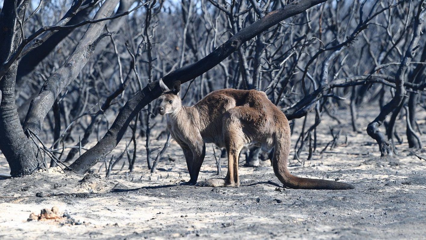 Egymilliárdnál is több állat pusztulhatott el az ausztráliai erdőtüzekben