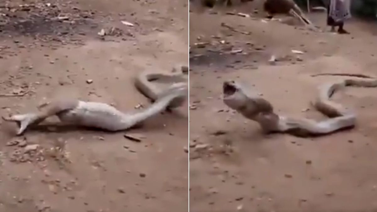 Videón, ahogy a kobra visszaöklendezi táplálékát, a látvány sokkoló
