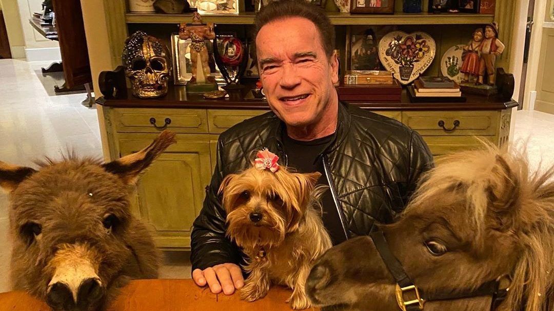 Schwarzenegger háziállatos fotóját három emojival díjazta Vajna Tímea