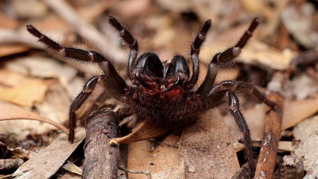 Újabb csapás Ausztráliára: most halálos pókok lepik el az országot