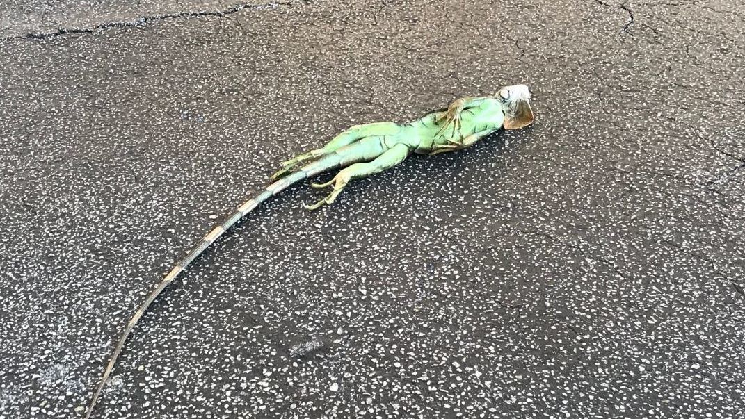 Fagyott leguánok hullhatnak a fákról Floridában