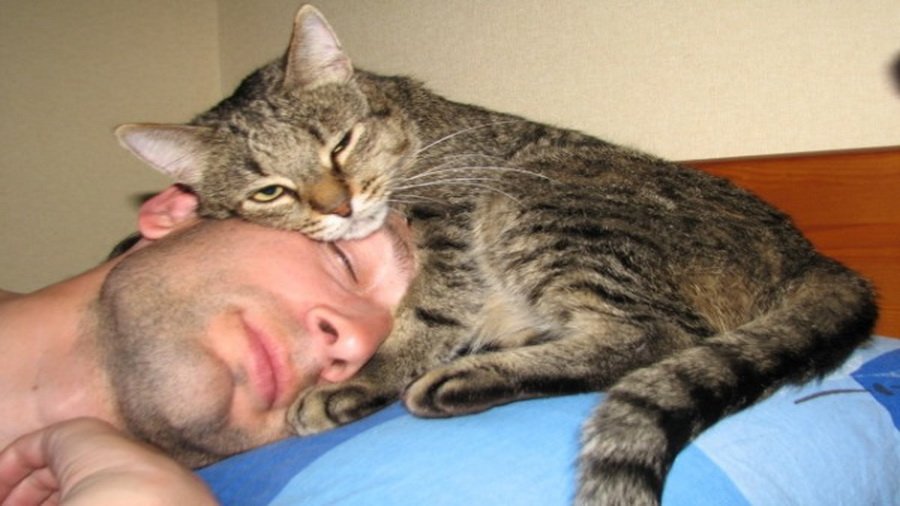 10 szokatlan jel, amely arra utal, hogy a macskád szeret téged