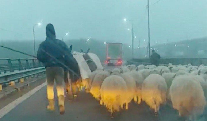 Autópályán terelte nyáját egy román pásztor
