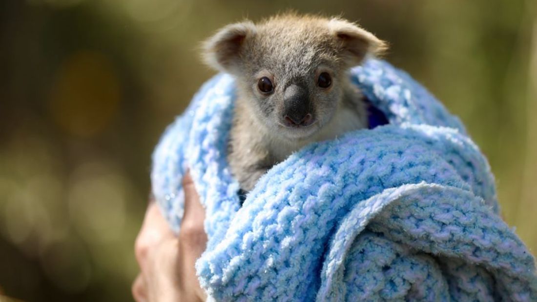 A sok szomorú hír mellett szánjunk két percet egy koalabébi fotóira