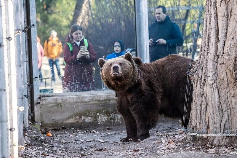 Meglátta árnyékát a fővárosi állatkert medvéje, sokáig tart a tél