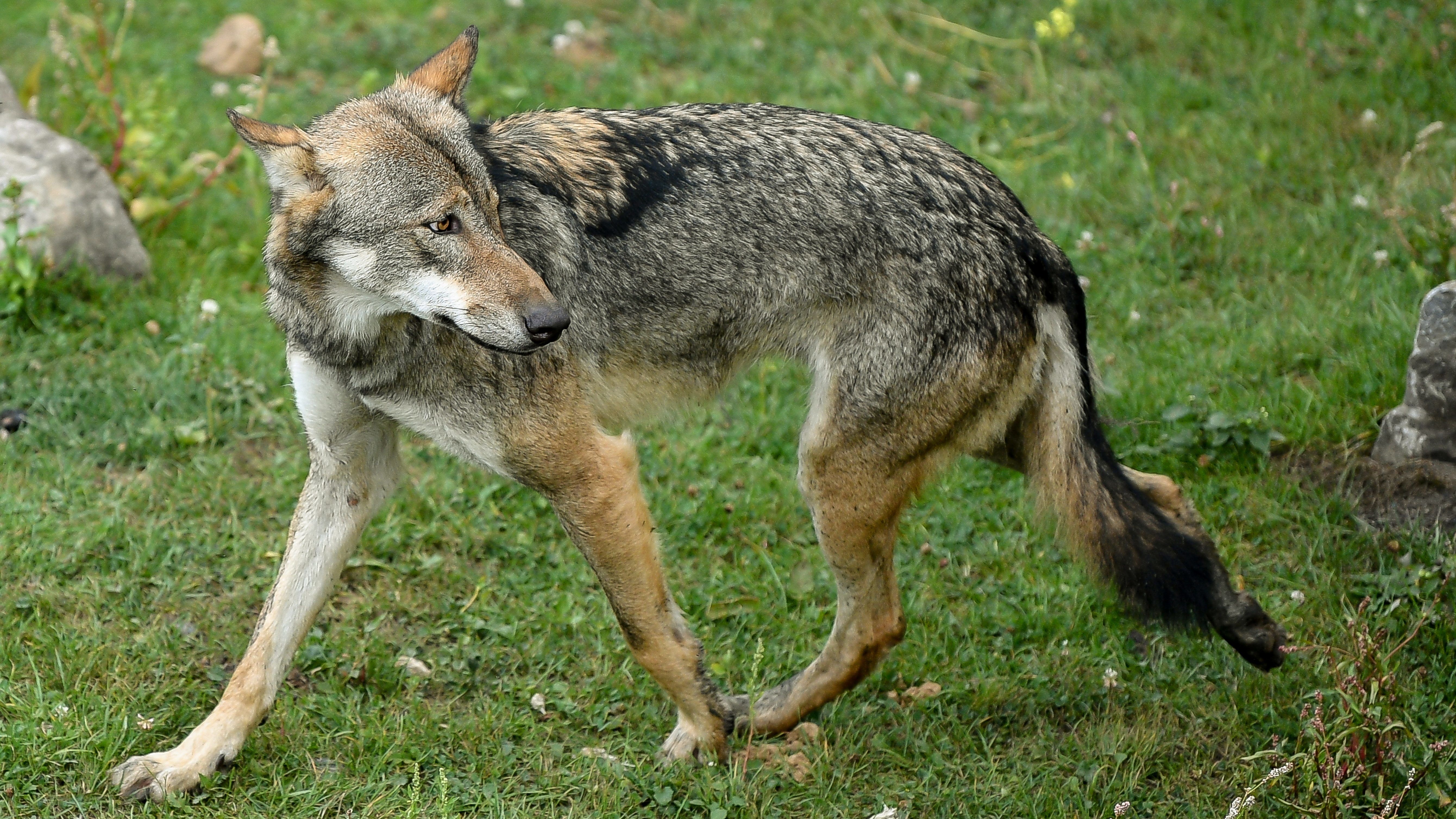 Meghalt egy veszélyeztetett farkas, aki több mint tizennégyezer kilométert tett meg, hogy új barátot találjon