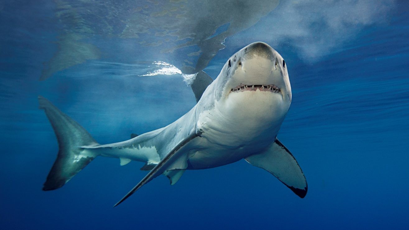 Fehér cápák gyülekeznek, a szakértők sem értik az okát