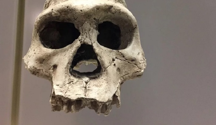 Egymillió éve kihalt emberrokont fedeztek fel a DNS-e alapján
