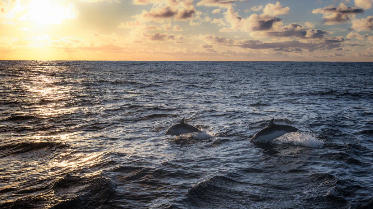 Tömegesen pusztulnak a delfinek Franciországnál