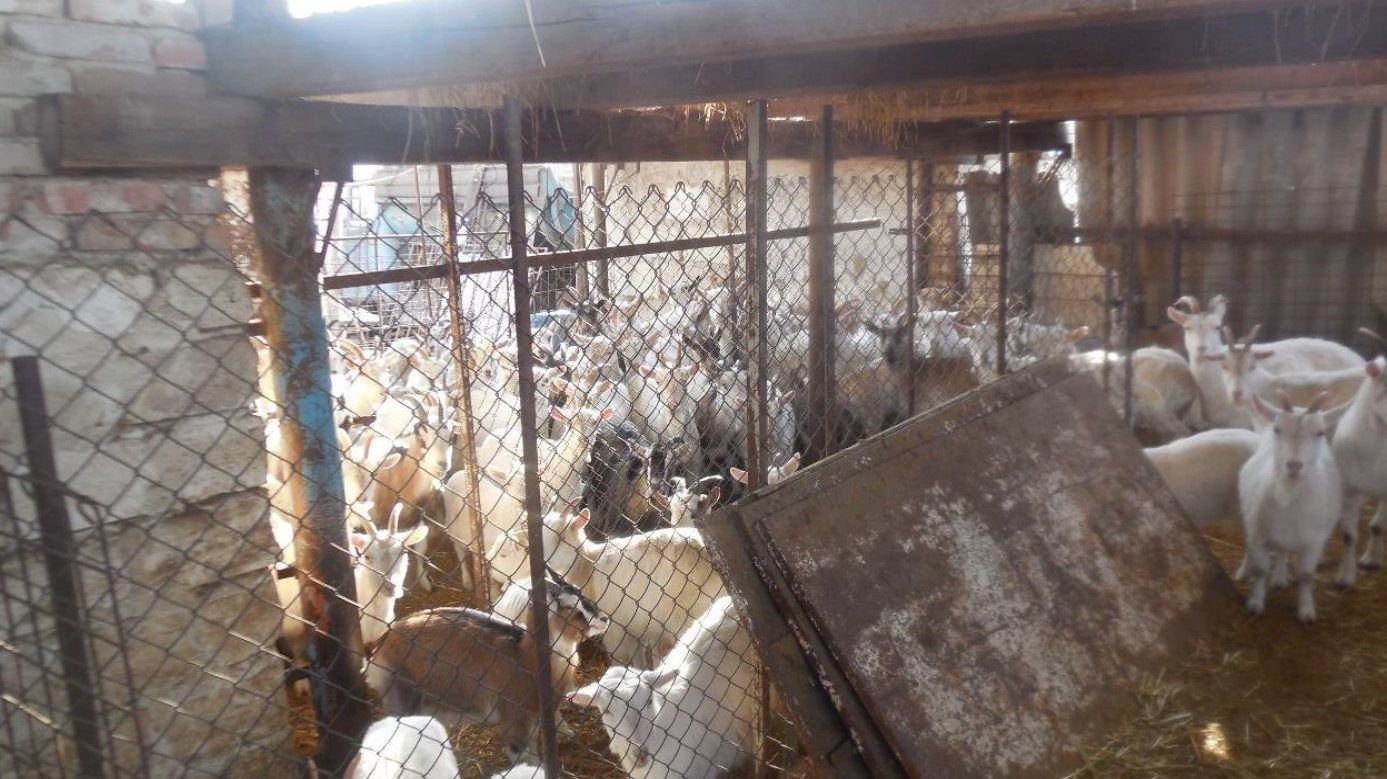 Földbe vájt, ürülékkel teli üregbe zsúfolta össze a jószágait egy állatkínzó – több mint húsz kecske pusztult el