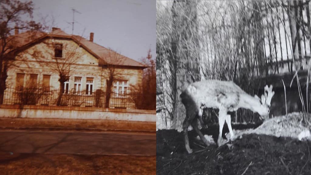 Ötven éve még kutya helyett őzet tartottak egy zuglói ház kertjében