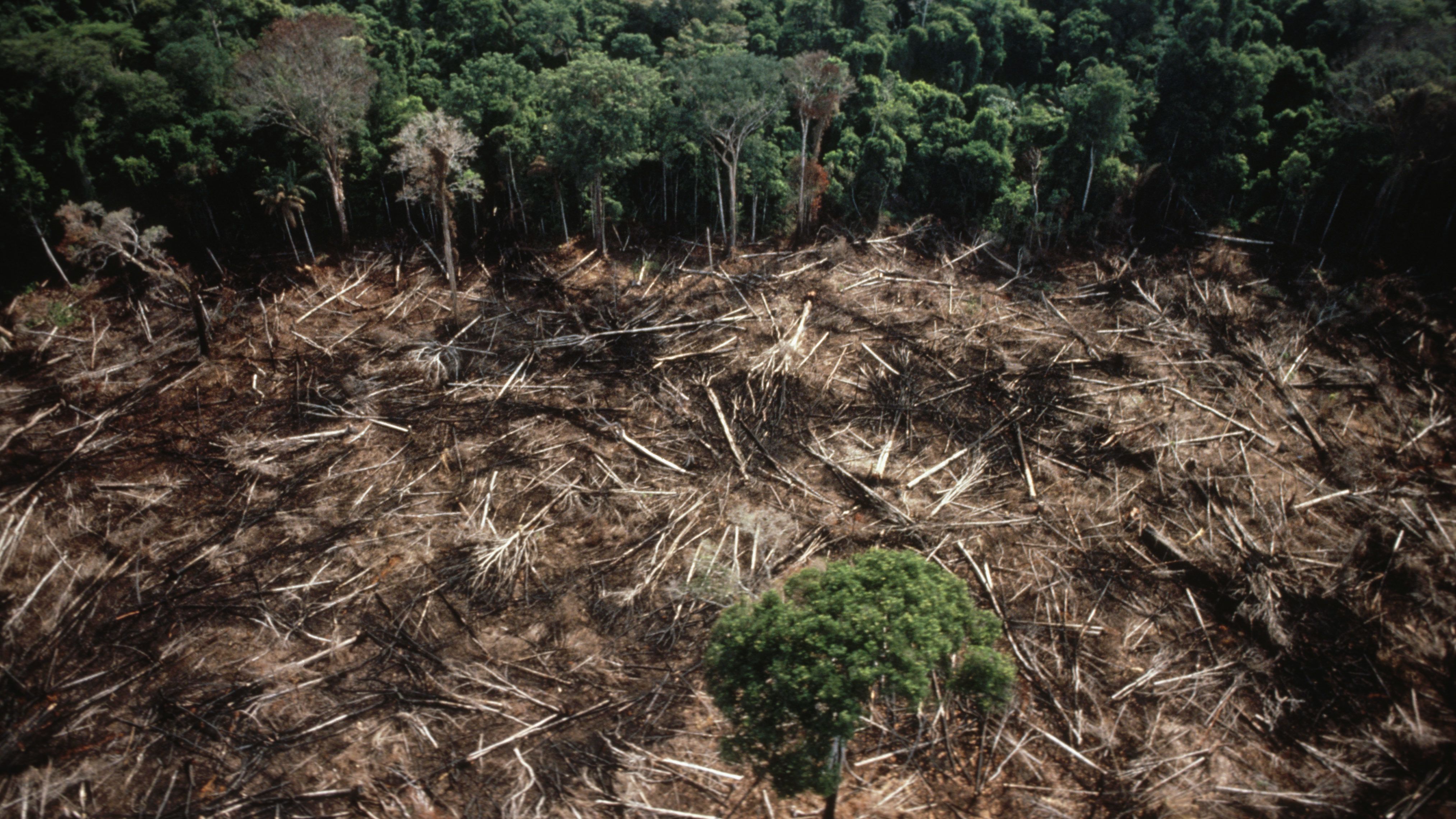 2,4 millió hektárnyi esőerdő kiirtását tervezik az Amazonas-medencében