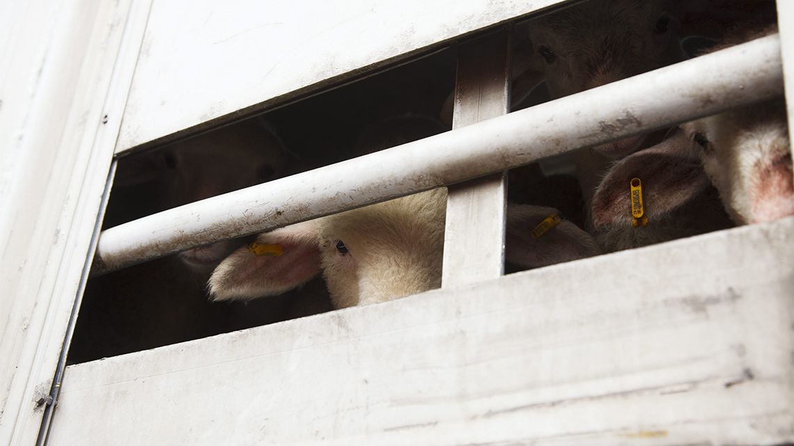 A magyar bárányok kamionos szállításának leállítását kérik az állatvédők