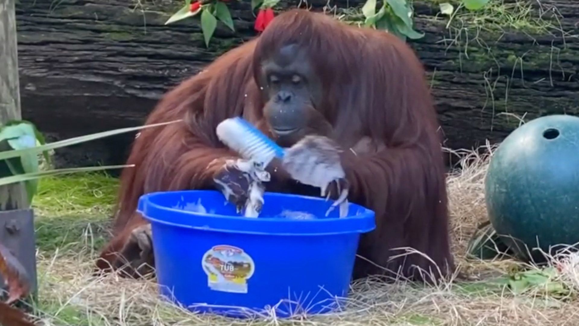 Eltanulta a kézmosást gondozóitól az orangután