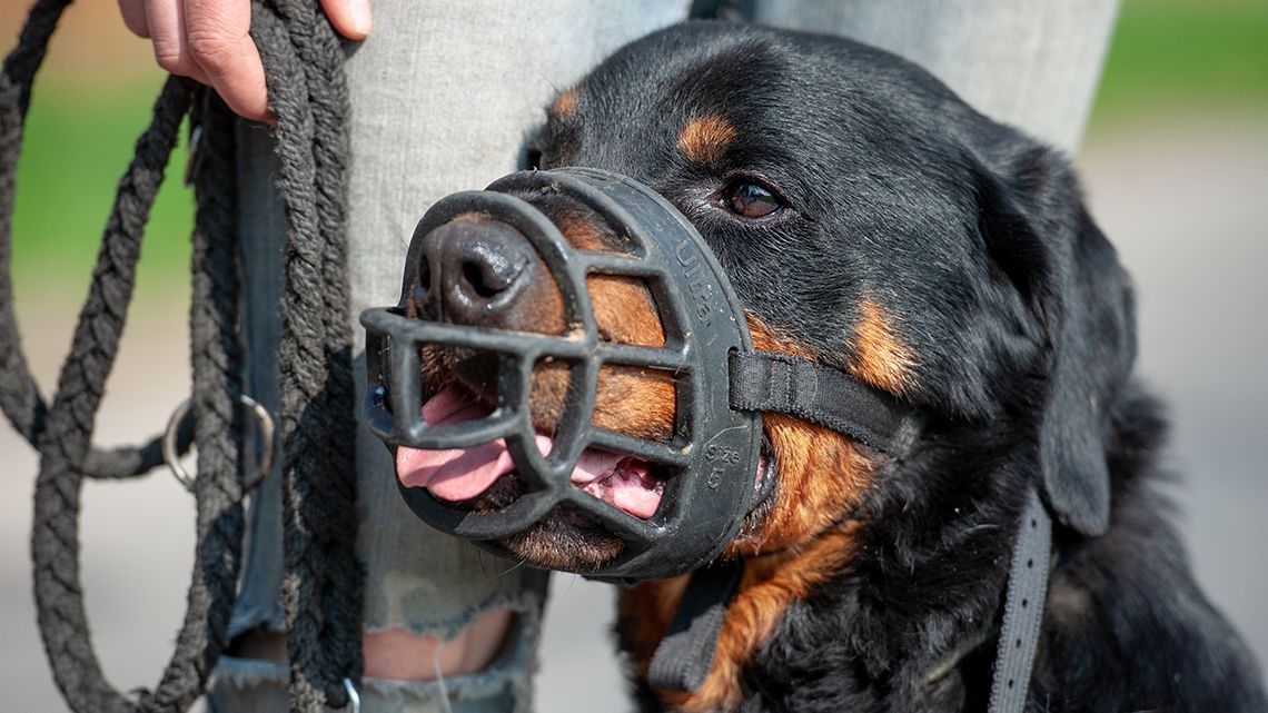 Vádat emeltek a kétéves csókakői Léna arcát szétmarcangoló rottweiler gazdái ellen