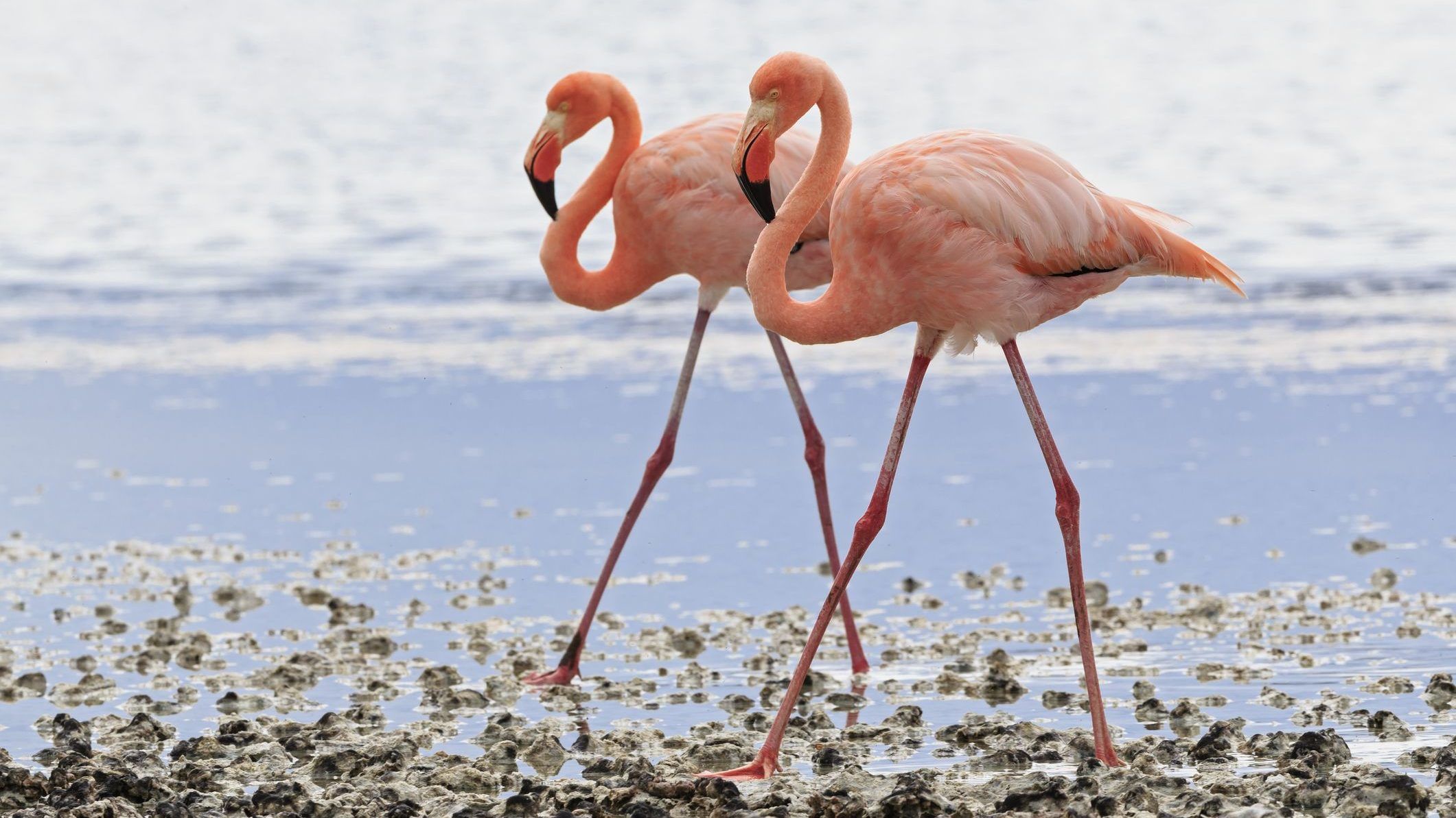 Szoros barátságokat kötnek egymással a flamingók