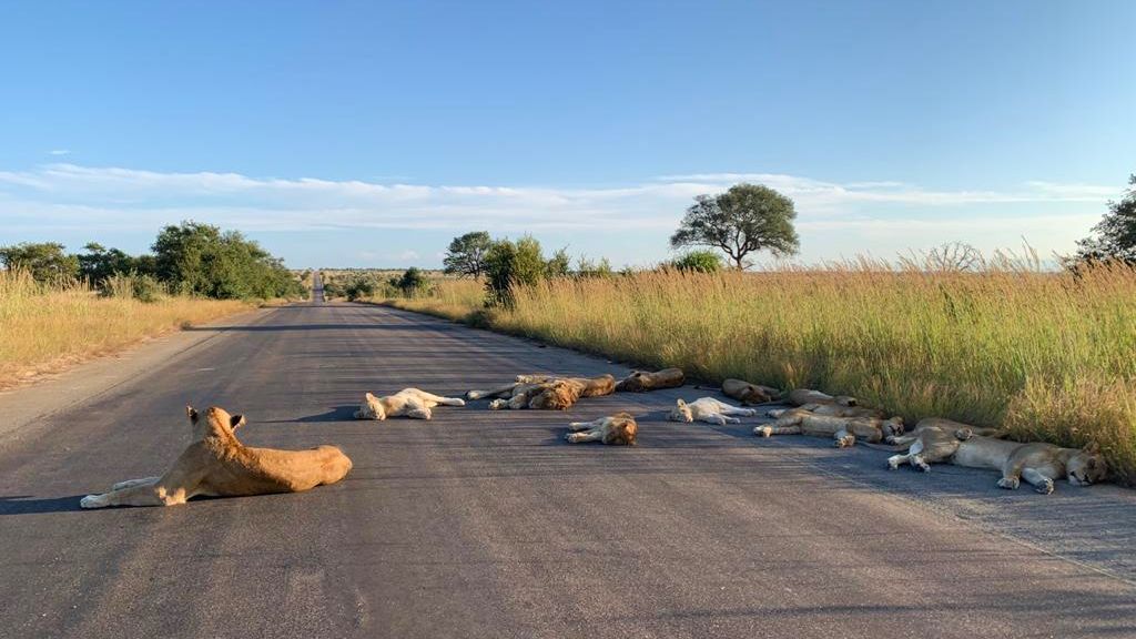 Oroszlánok sütkéreznek egy elnéptelenedett dél-afrikai úton