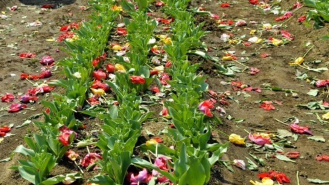 Több százezer tulipánt kellett elpusztítani Japánban a felelőtlen emberek miatt