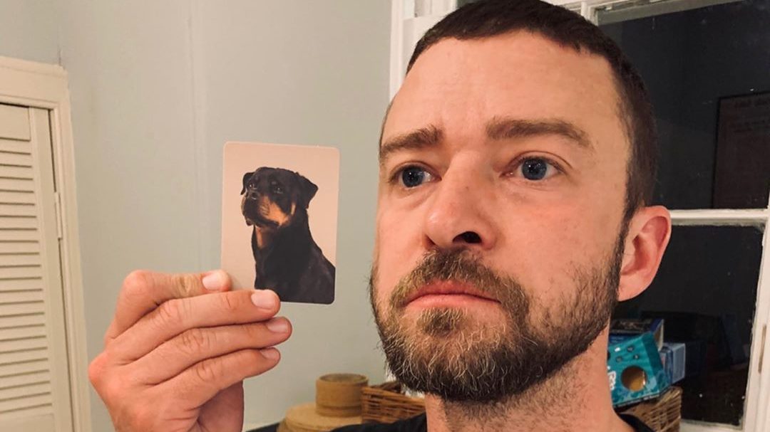 Justin Timberlake és Jessica Biel megtalálták a hasonmásaikat, csak épp kutyákban