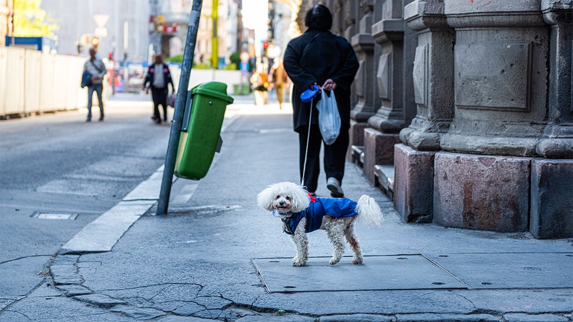 Példás összefogás segít az idős és bajba jutott kutyatartóknak