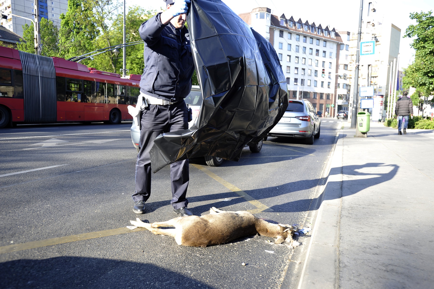 Budapest kellős közepén ugrott autós elé egy őz