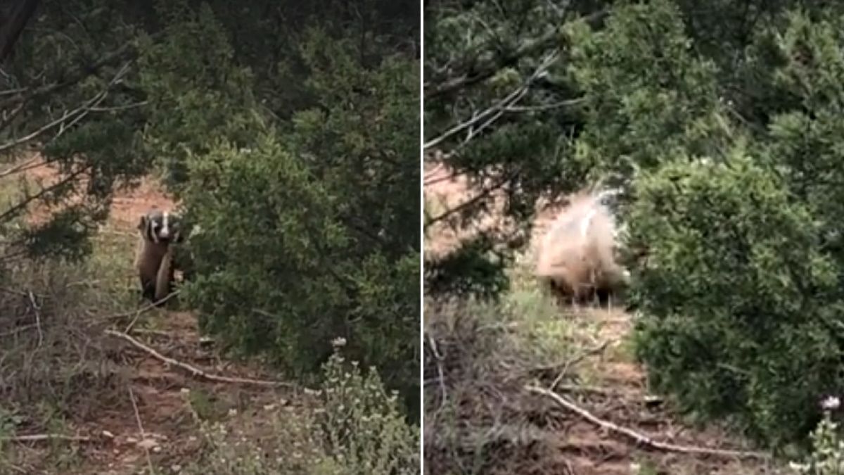 Hatalmas csörgőkígyót ejtett a borz, és erről még videó is készült