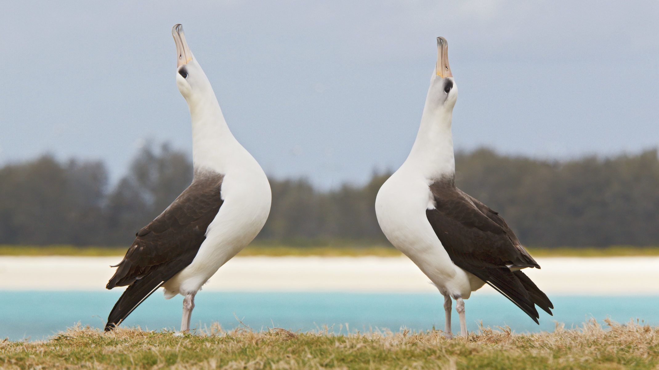 Így udvarol egymásnak két szerelmes albatrosz