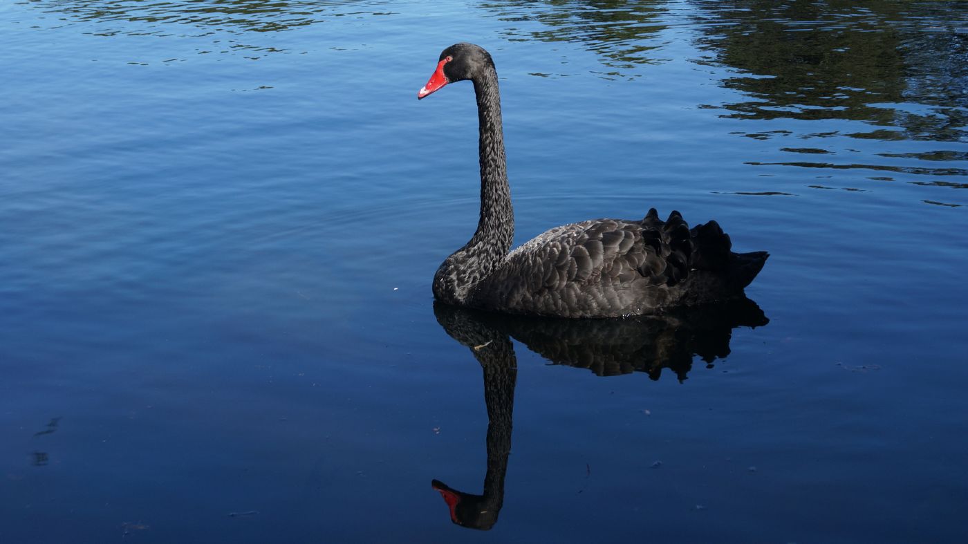 Hazavitt egy fekete hattyút a parkból és megfőzte egy férfi Kínában