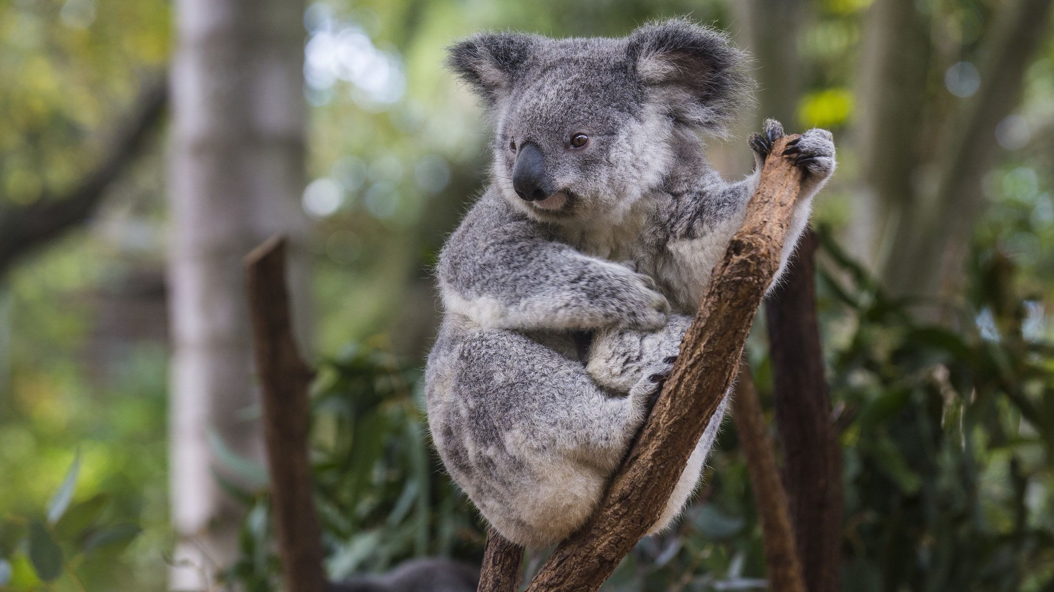 Rájöttek, miért nyalogatják a fákat a koalák