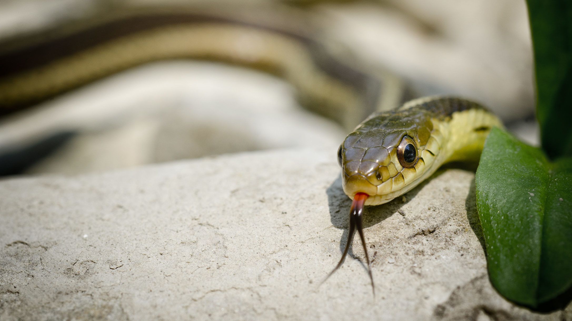 A kígyók is klikkesednek, és barátságokat alakítanak ki