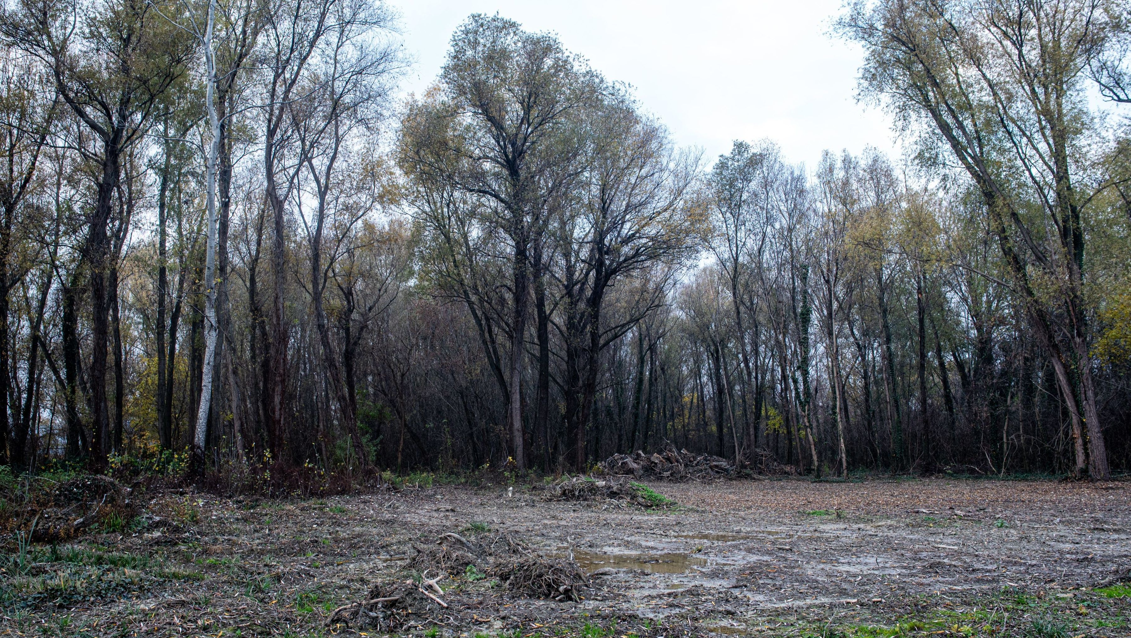 Most perrel próbálják levetetni a Natura 2000-es védettséget a kiirtott erdőről