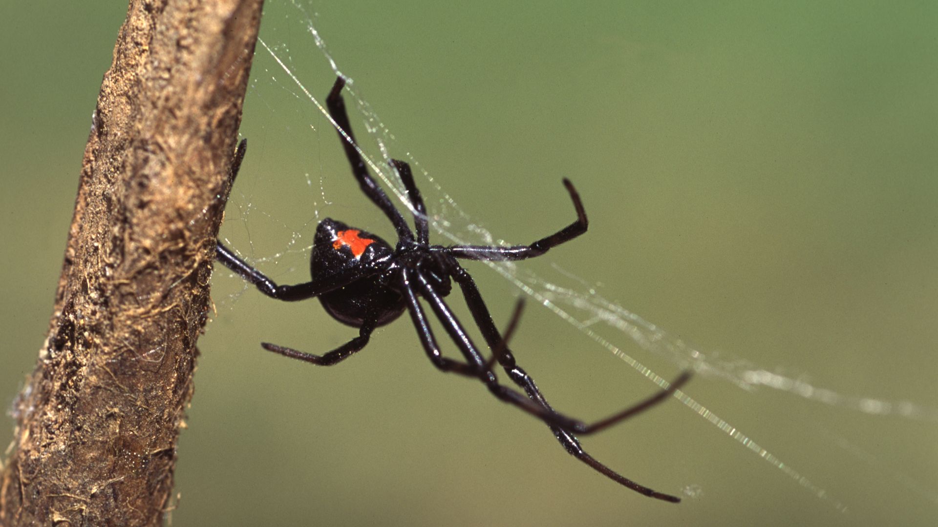 Mérges pókkal maratta meg magát három kisfiú, hogy Pókemberré változzanak