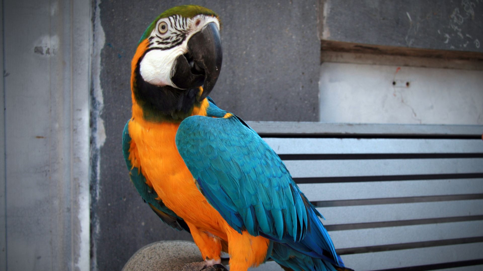 Egy papagáj a brutális gyilkosság koronatanúja