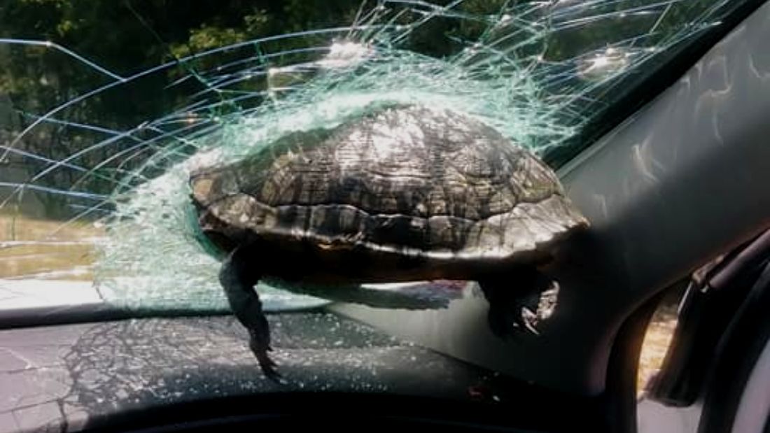 Teknős csapódott egy gyanútlan autós szélvédőjébe egy amerikai autópályán