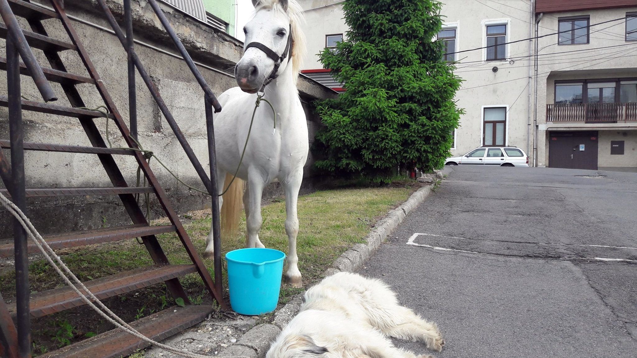 Egy fehér ló és egy fehér kutya lepte meg reggel a miskolci tűzoltókat