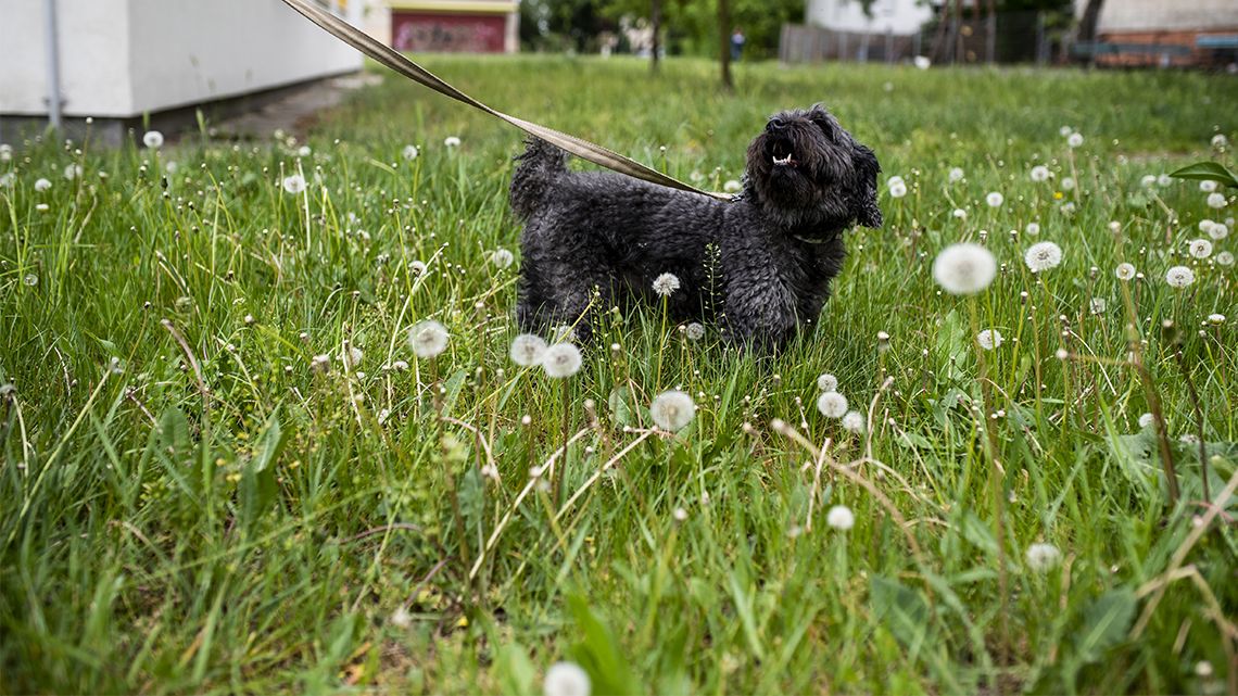 Bugacon látszott, hogy valami szörnyűség történhetett vele