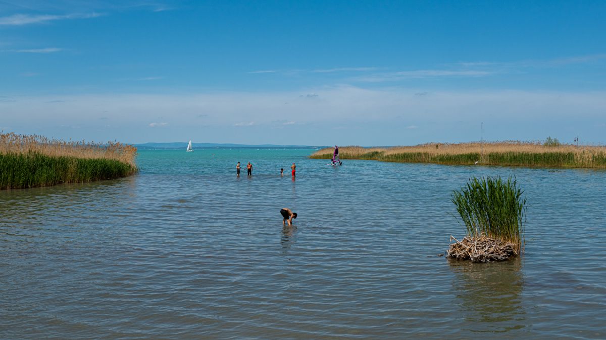 Algaszőnyeg okozott gondot Balatonon