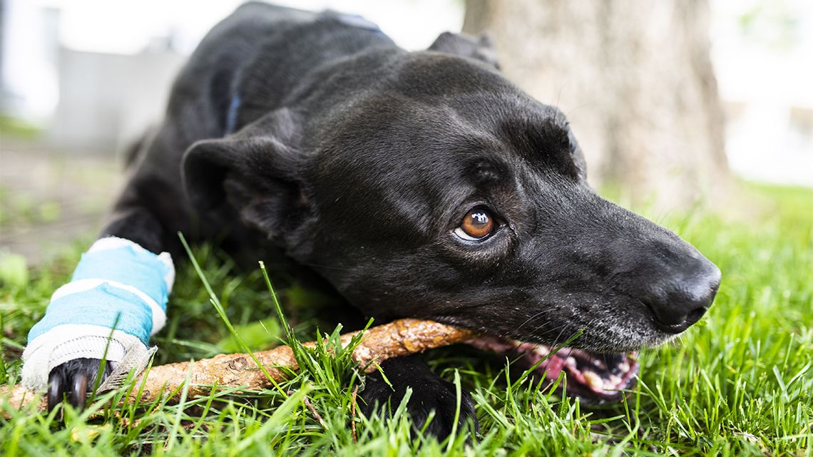 A dunai naplementében fogant Burzum félig pitbull, félig bárány