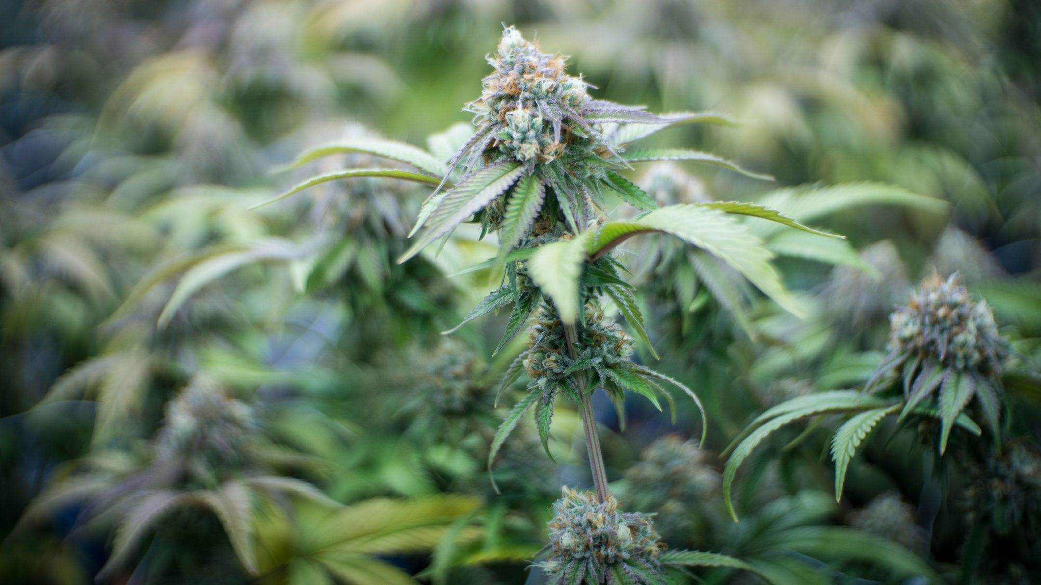 A rendőrséget hívta a marihuánatermesztő, mert ellopták több növényét is