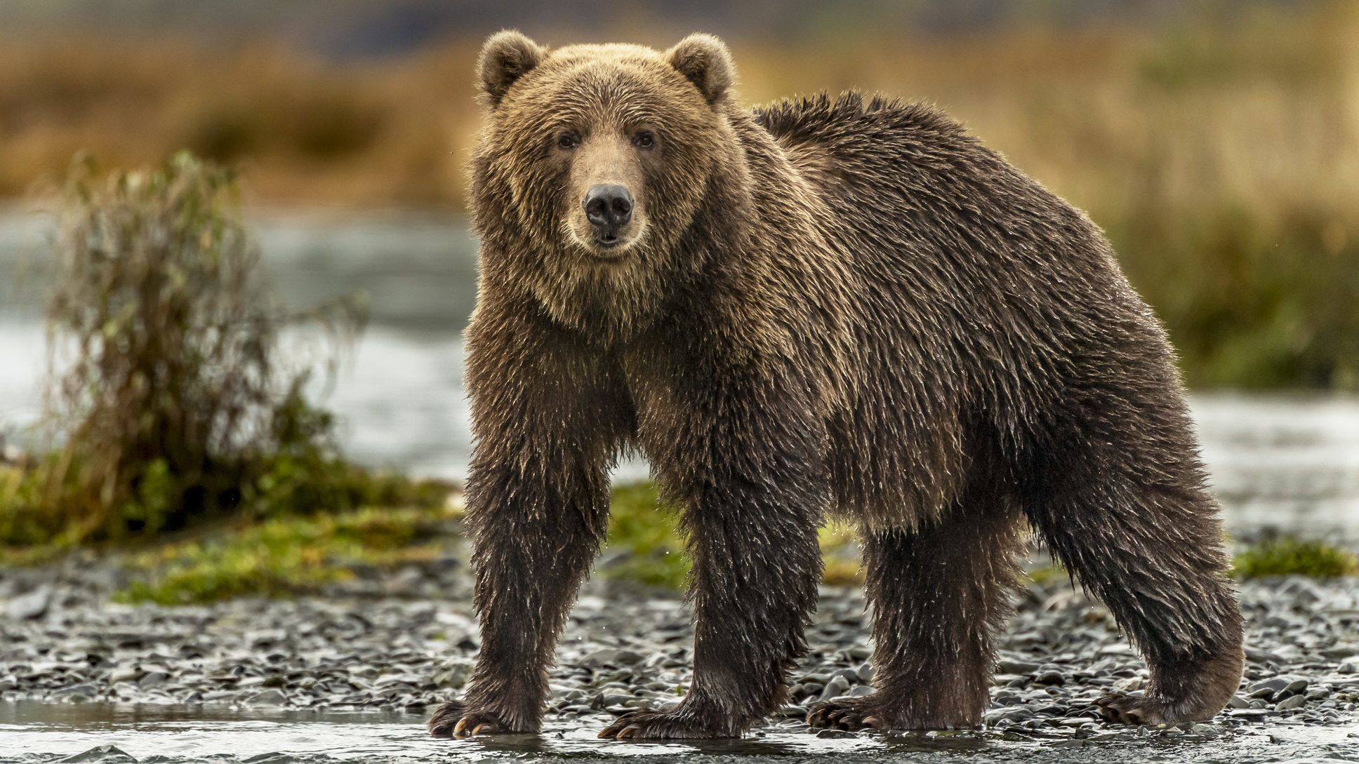 Megörökítették egy grizzly és egy bölény harcát