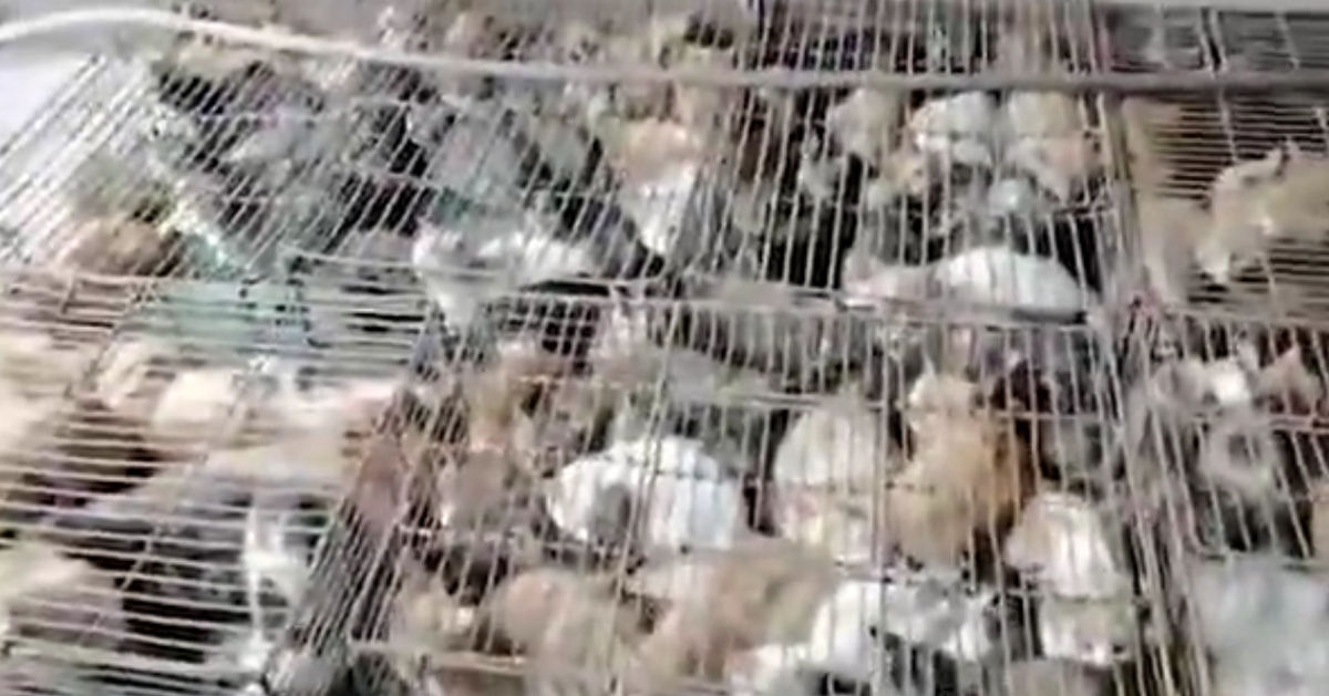 Több száz lopott macskát zsúfoltak ketrecekbe, hogy levágásra eladják őket Kínában