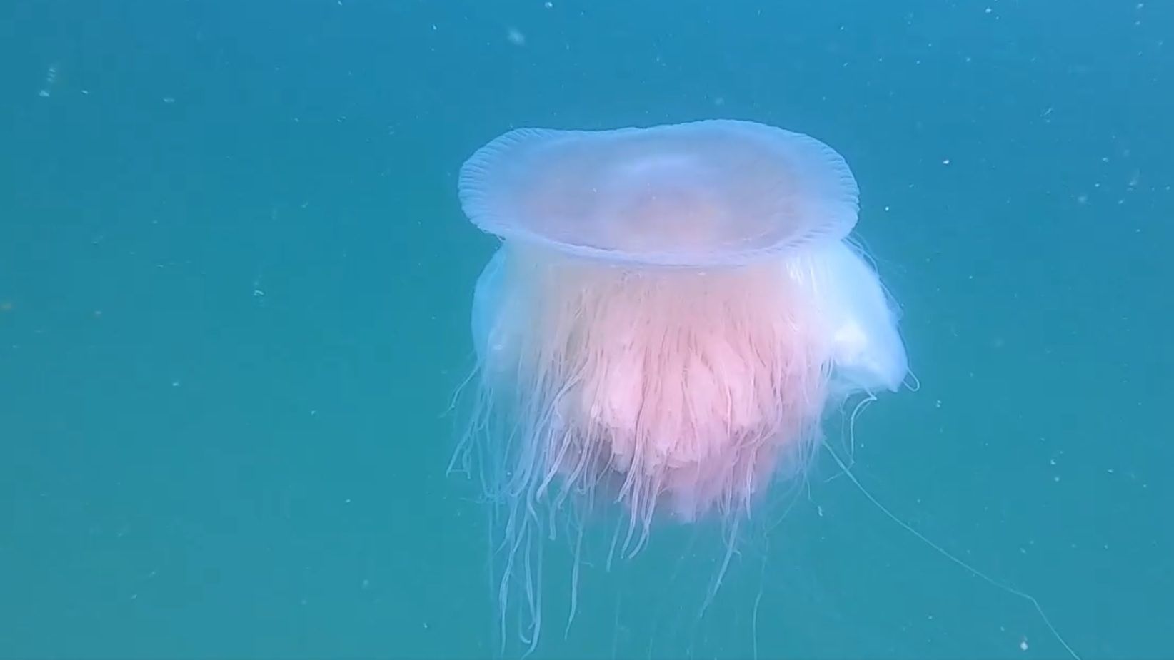 Azt hitték, már kihalt a ritka medúza, amiről most gyönyörű videó készült