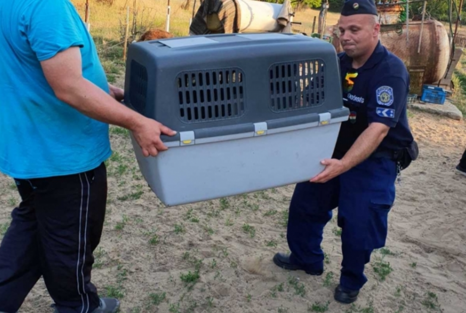 Éhező és láncra vert kutyákat mentettek a monori rendőrök