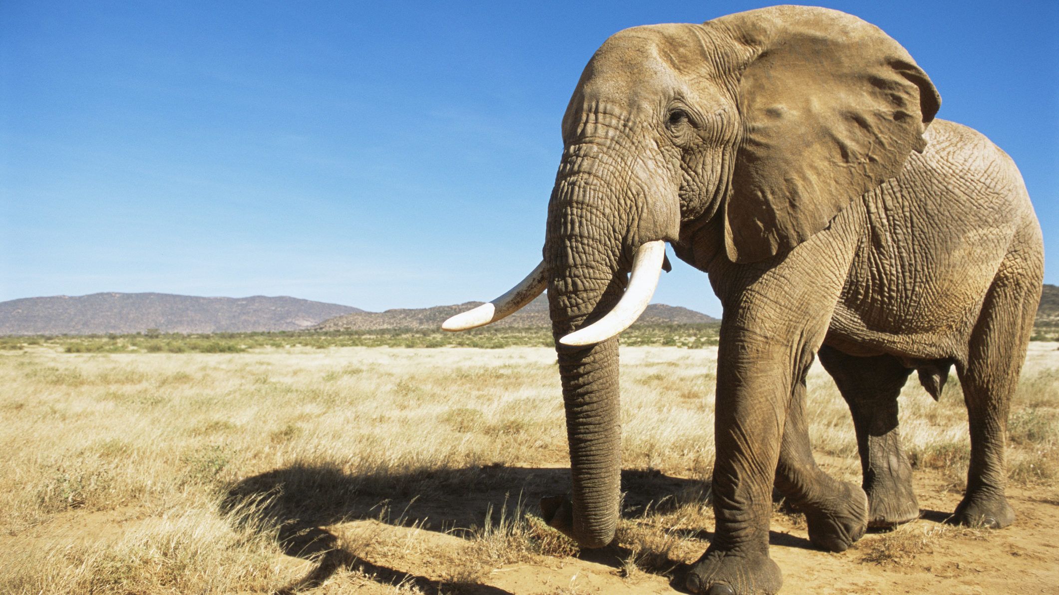 Senki sem érti, miért pusztulnak tömegesen az elefántok