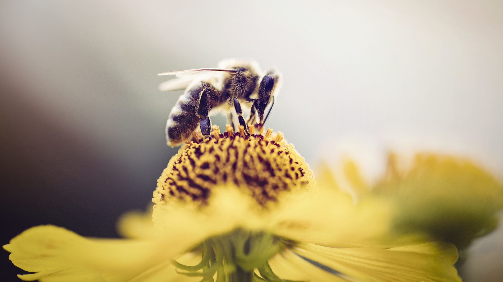 Tizedére rövidítheti a méhek életét két népszerű rovarölőszer