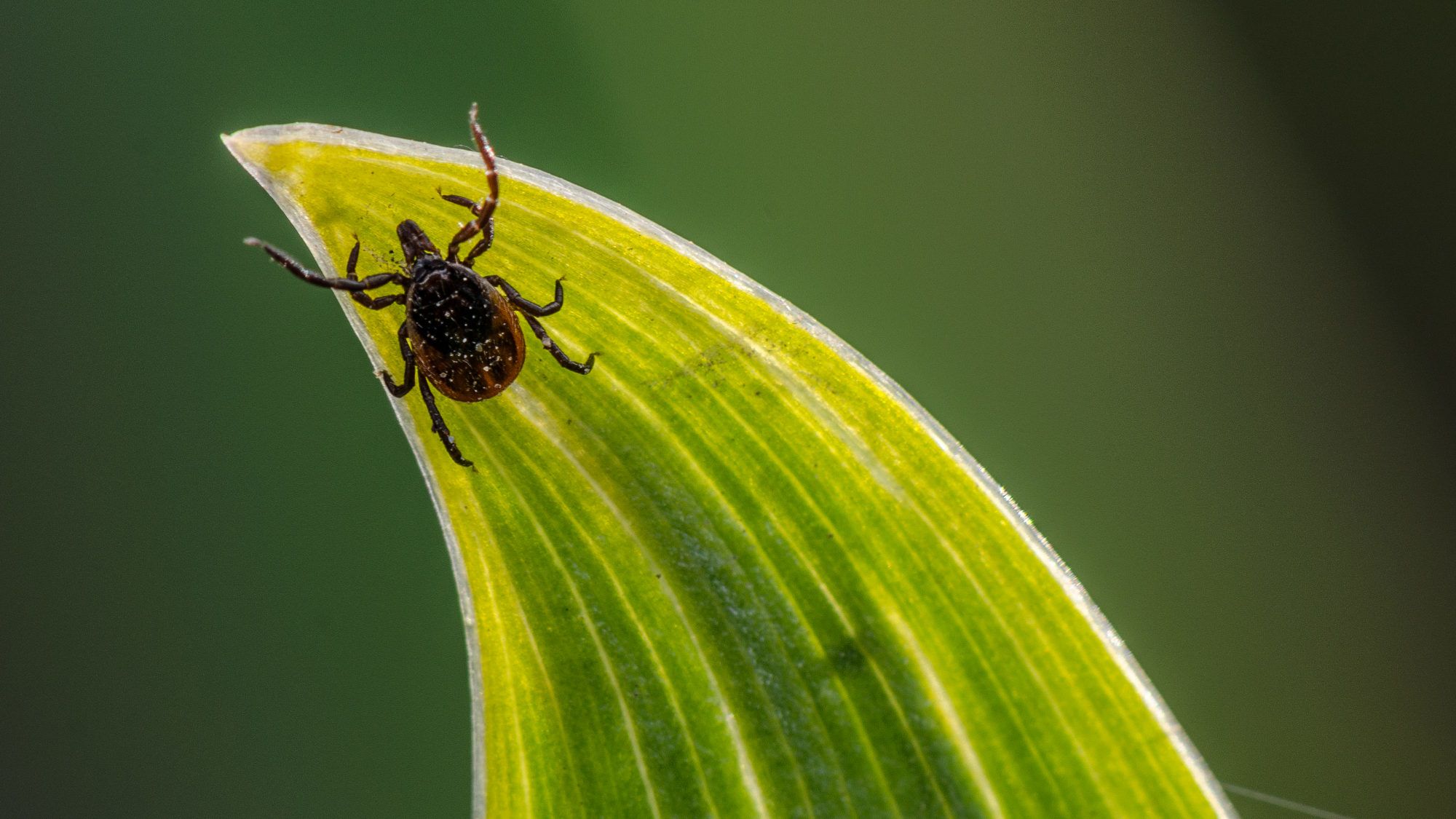 Ma már minden második kullancs hordozza a Lyme-kórt