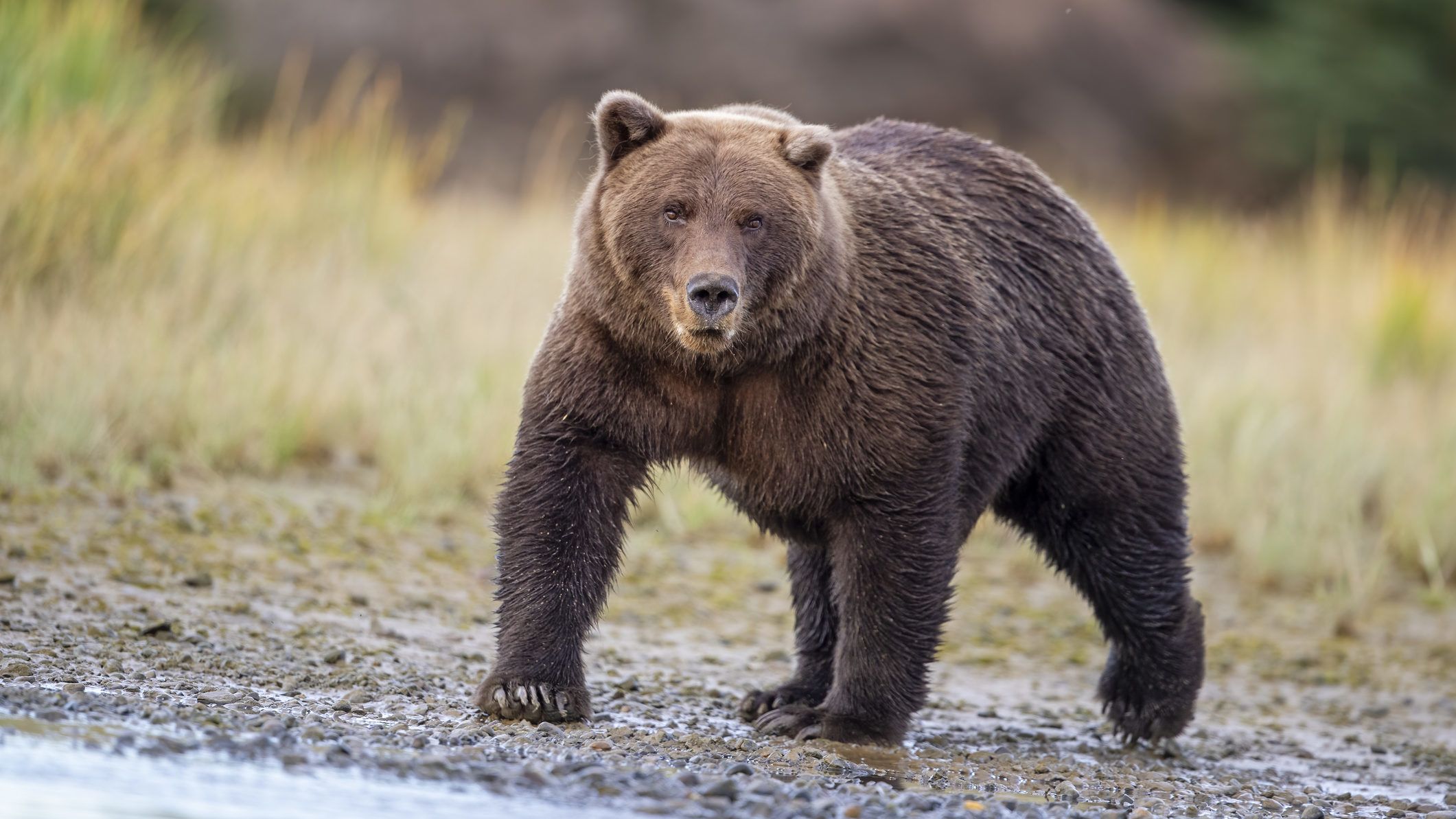 Medve támadt apára és fiára Olaszország északi részén