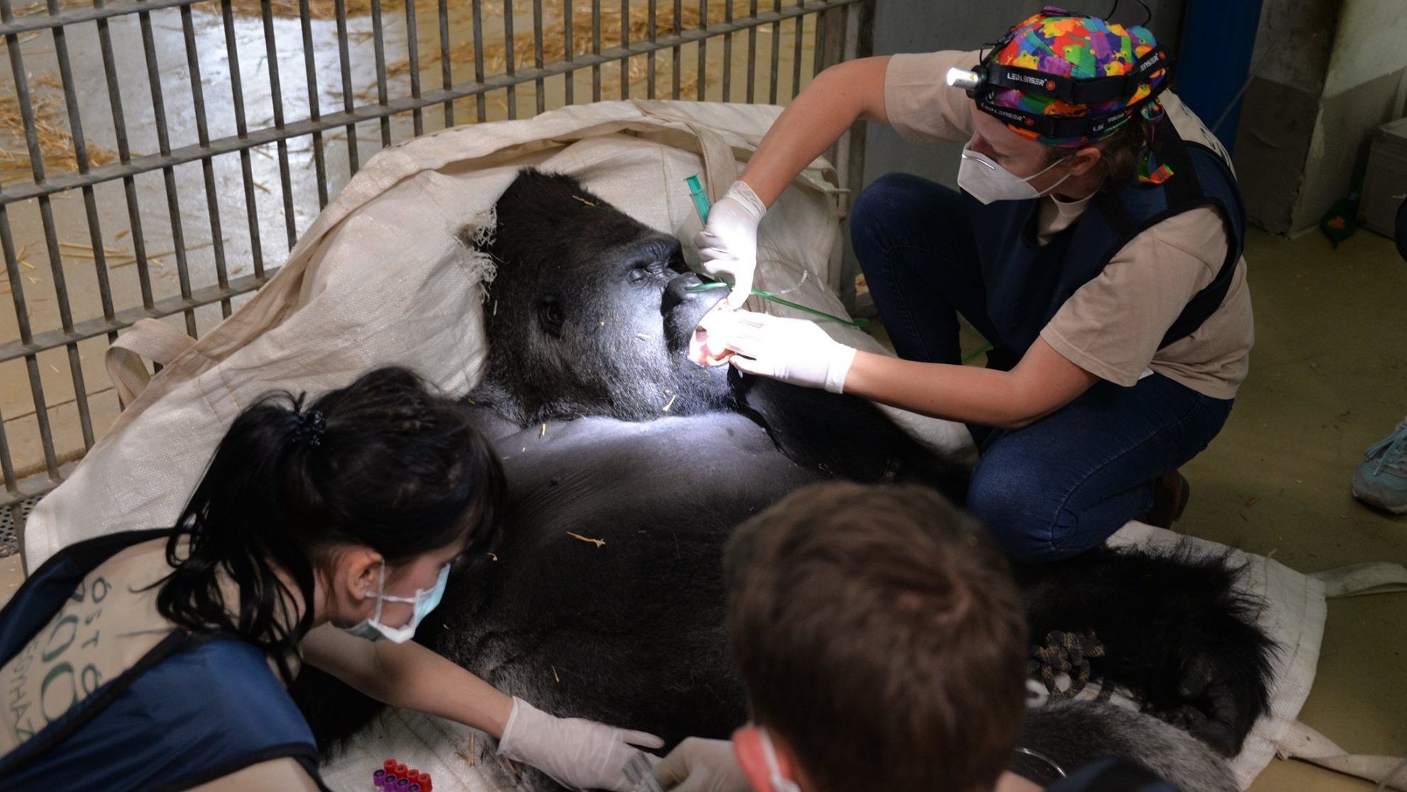 Életmentő műtétet hajtottak végre nyíregyházi állatkert gorilláján